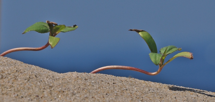 budding plants in sand